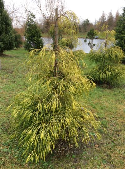 Chamaecyparis lawsoniana ‘Filip’s Golden Sprinklers’