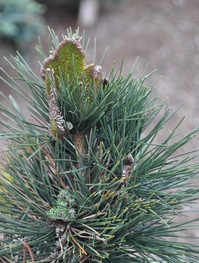 Pinus thunbergii ‘Ogi’