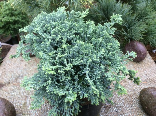 Chamaecyparis lawsoniana ‘Bregeon’