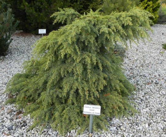 Cedrus deodara ‘Scott’