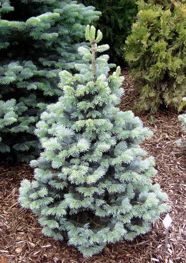 Abies lasiocarpa ‘Compacta’