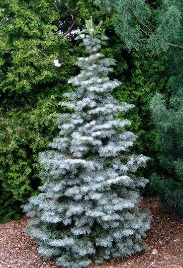 Abies concolor &#039;Archers Dwarf&#039;