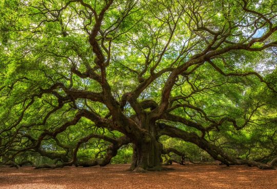 Imagine...you are a tree!