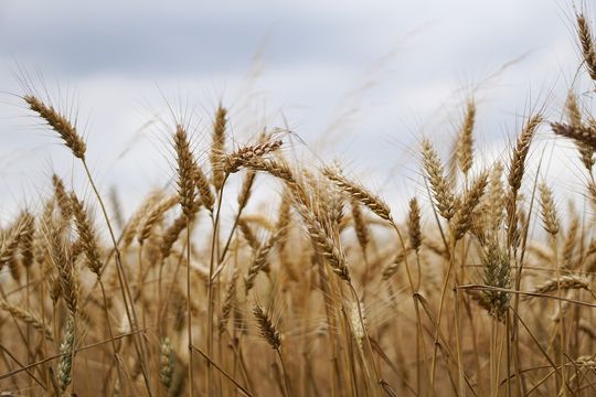 Commerciële samenwerking met AgroNovo