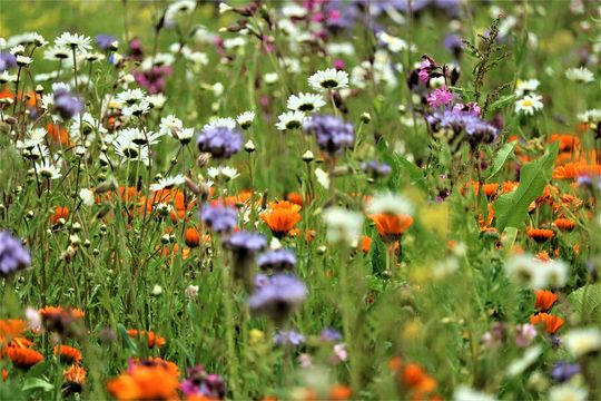 Gratis bloemenmengsel voor de Heiakker? Snel bestellen!