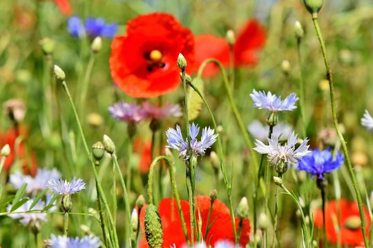 Meer bloemen in de wijk!